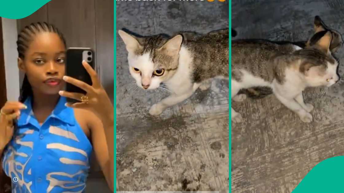 Two cats enter Nigerian lady's compound.