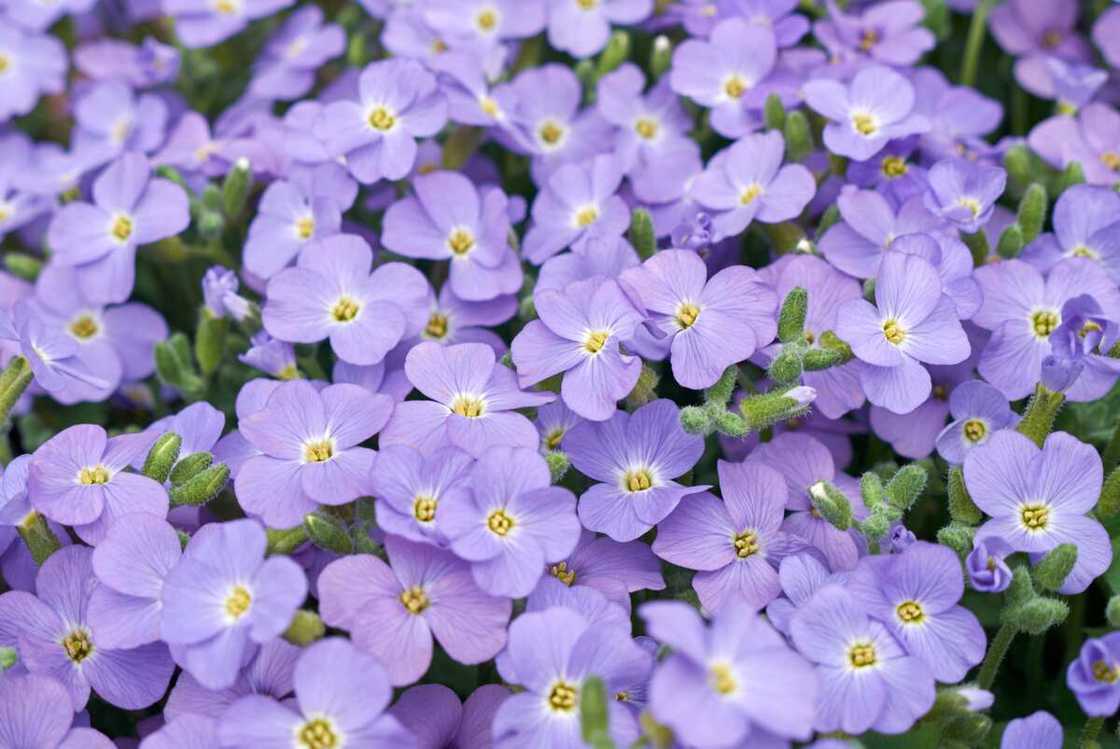 Aubrieta blossom