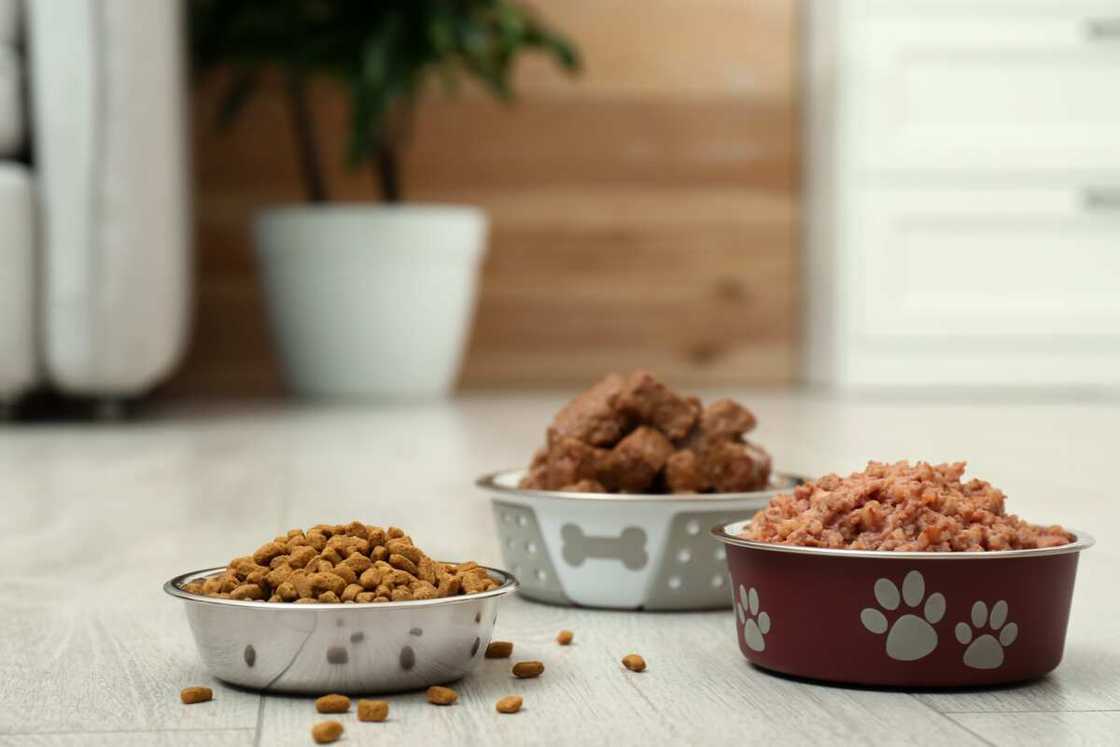 Différents aliments pour chiens. Différents aliments pour chiens.