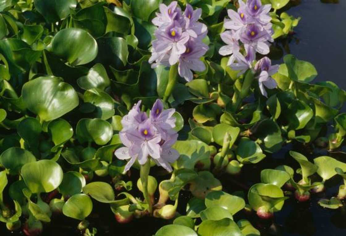 Common water hyacinth or floating water hyacinth Common water hyacinth or floating water hyacinth