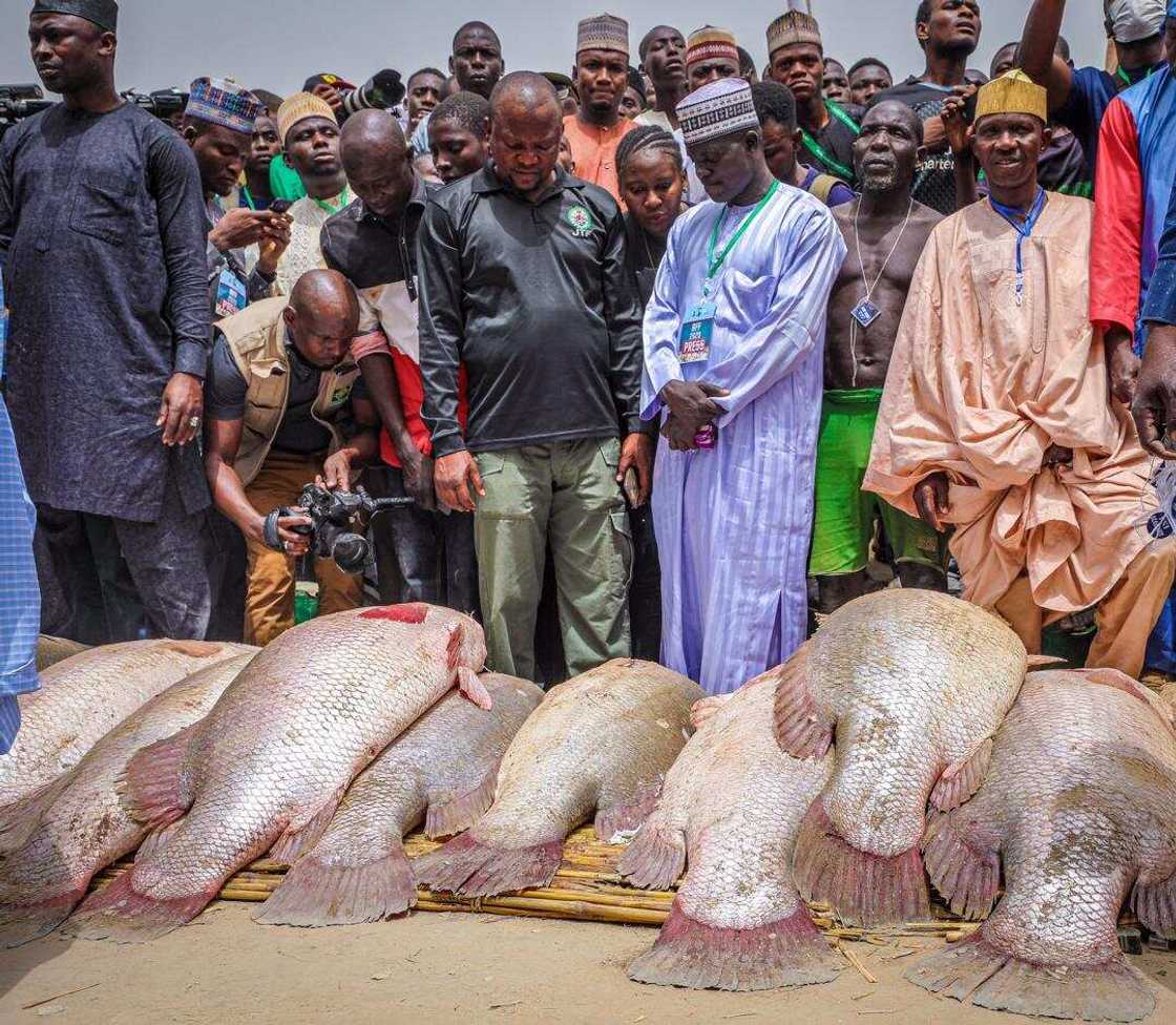 Baje kolin gasar kamun kifi ta Argungu a jihar Kebbi (Hotuna) Baje kolin gasar kamun kifi ta Argungu a jihar Kebbi (Hotuna)