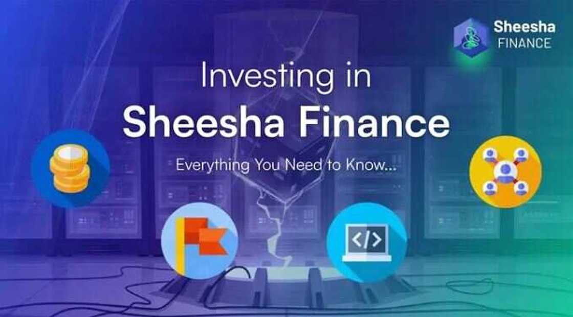 Investing in Sheesha Finance: Everything You Need to Know