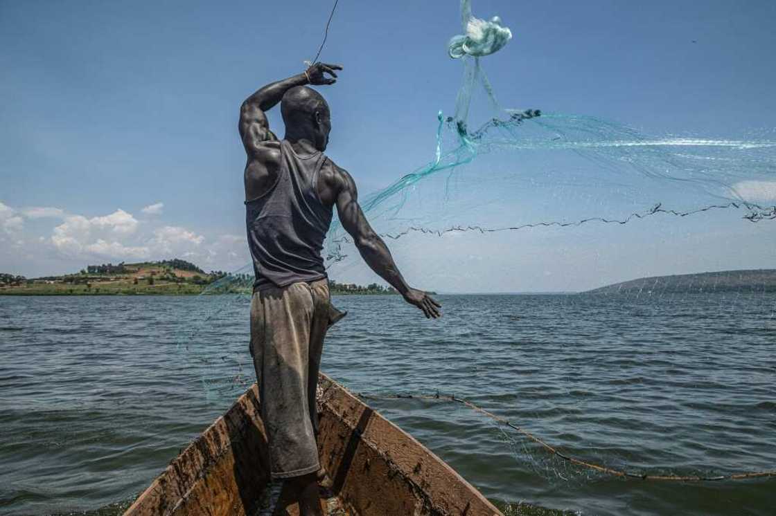 Meagre catch: fisherman Jowali Kitagenda, 40, casts his net on the Nile in Jinja, Uganda Meagre catch: fisherman Jowali Kitagenda, 40, casts his net on the Nile in Jinja, Uganda
