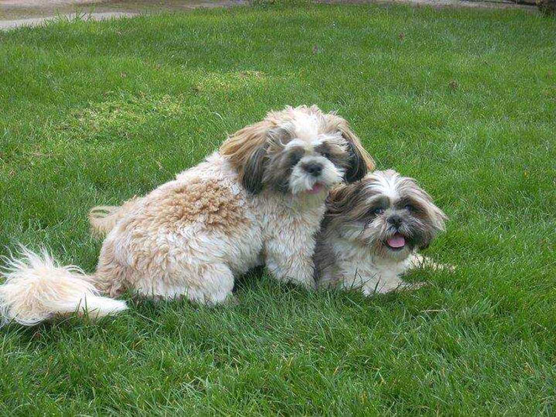 adorable puppies adorable puppies