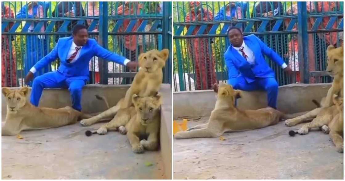 Pastor, lions den Pastor, lions den