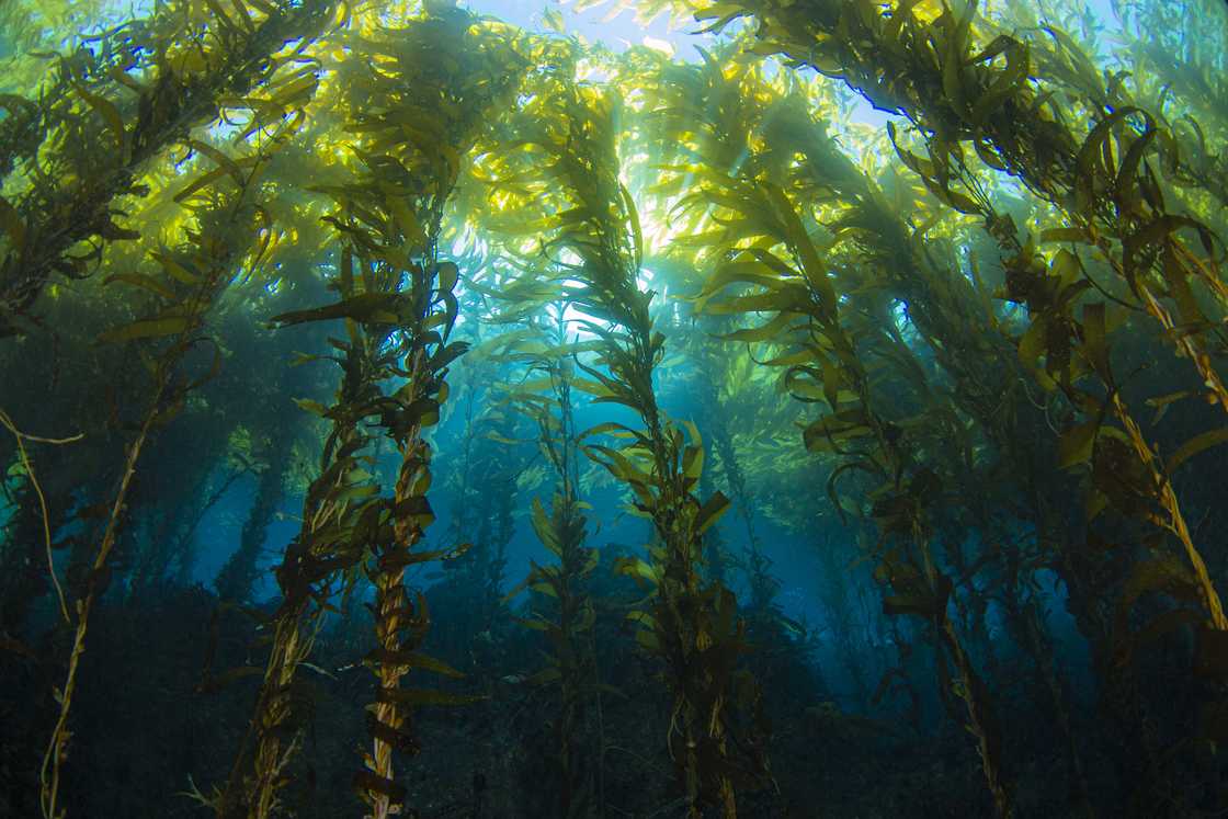 Bursts of sunlight streaming through underwater kelp forest