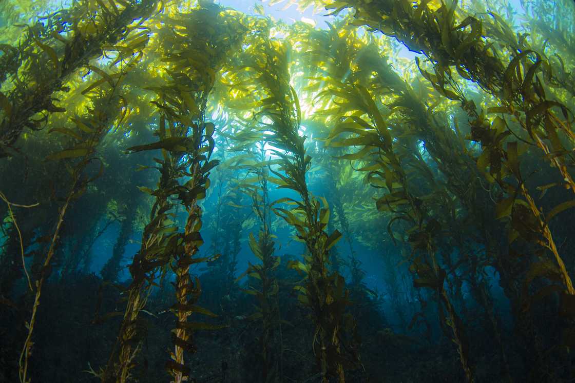 Bursts of sunlight streaming through underwater kelp forest Bursts of sunlight streaming through underwater kelp forest