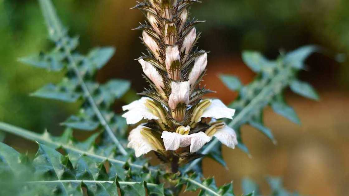 The Acanthus montanus plant
