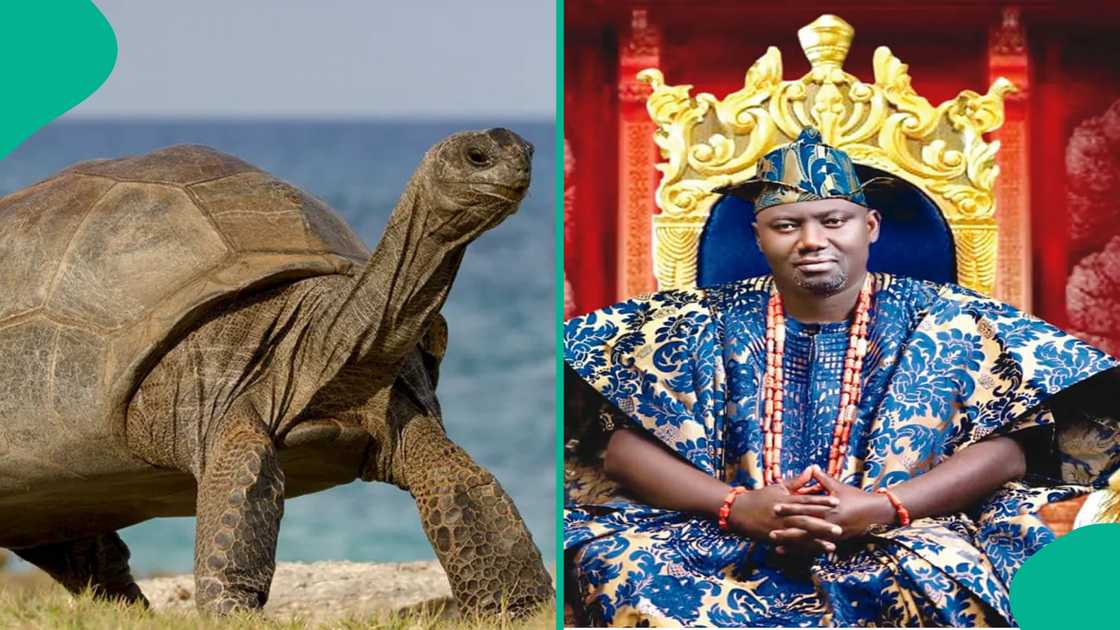 Alaafin of Oyo's 420-Year-Old Palace Tortoise Dies After Falling Ill