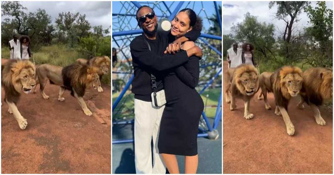 Photos of Omashola and his fiancee walking with lions Photos of Omashola and his fiancee walking with lions
