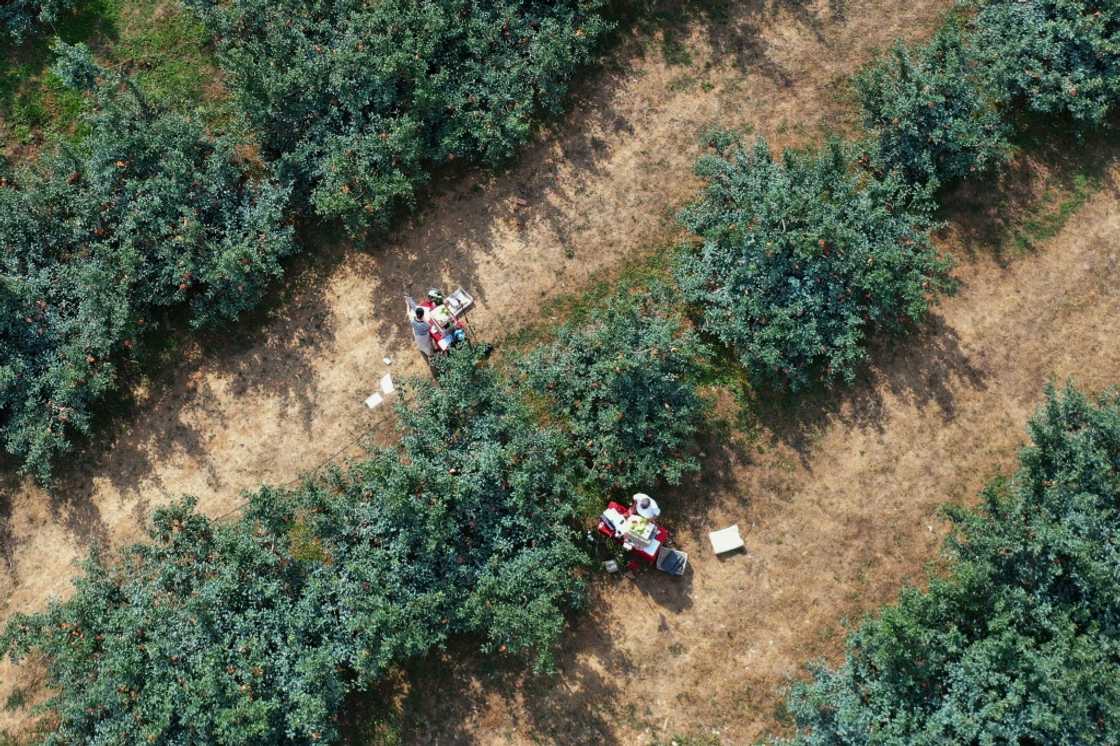President Xi Jinping has identified agrarian revitalisation arsenic a cardinal precedence for China's improvement since taking bureau successful 2012 President Xi Jinping has identified agrarian revitalisation arsenic a cardinal precedence for China's improvement since taking bureau successful 2012
