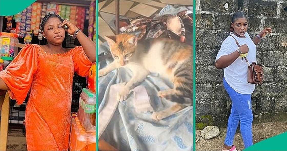 Nigerian lady shares funny video as female cat brings dirt into her shop. Nigerian lady shares funny video as female cat brings dirt into her shop.