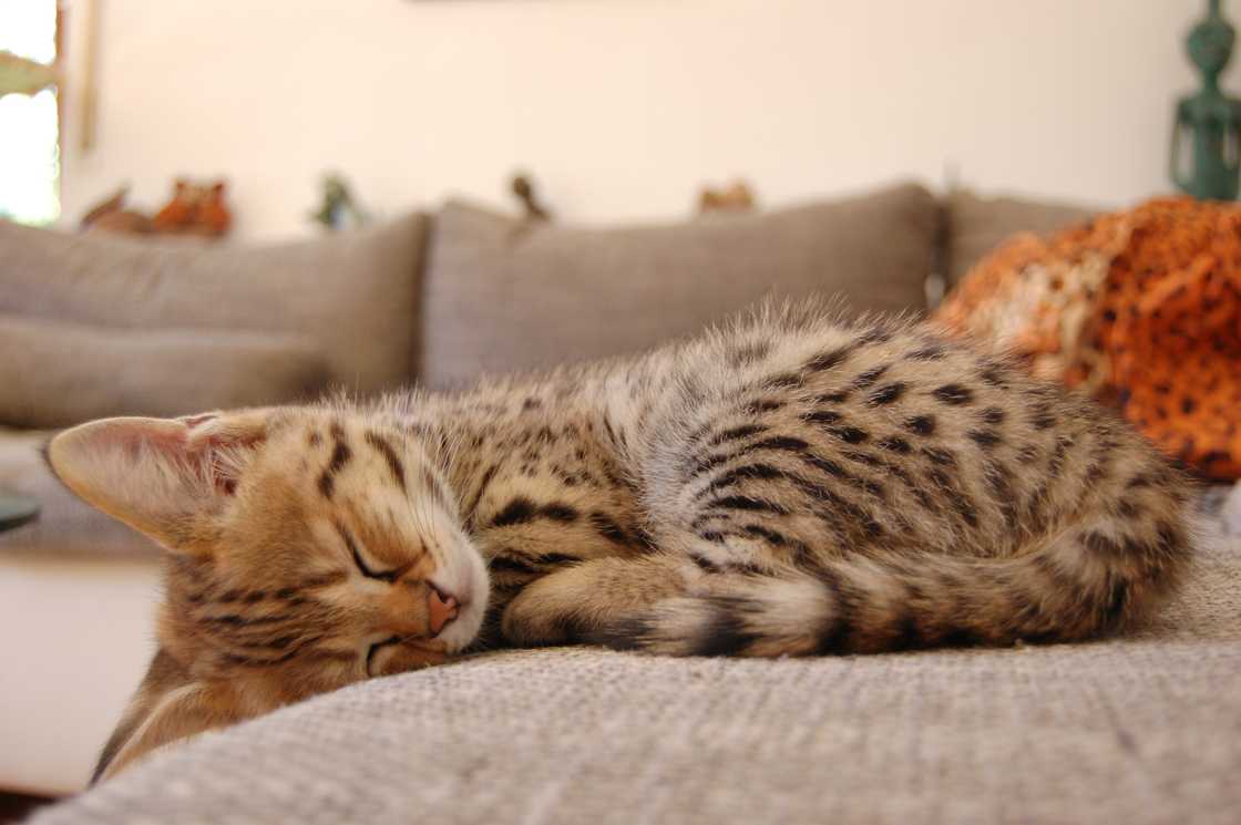 Savannah cat sleeping