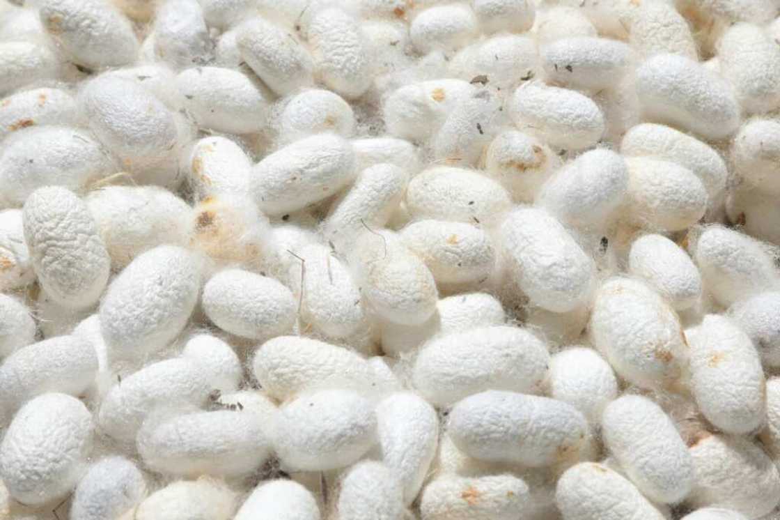 Ancient harvest: Silkworm cocoons