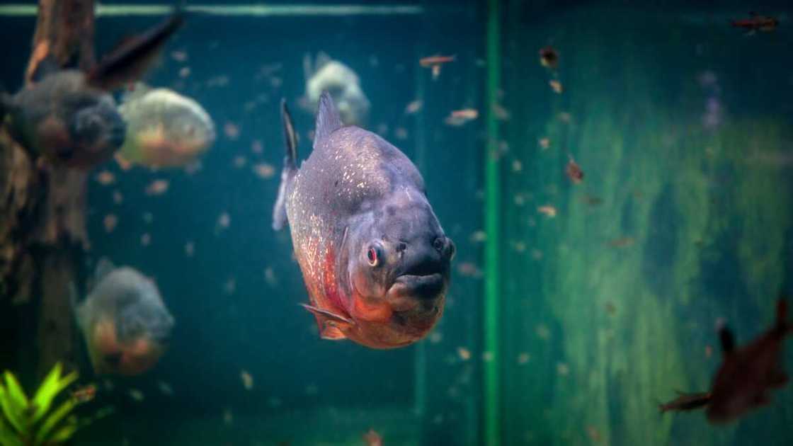Red-bellied piranha Red-bellied piranha