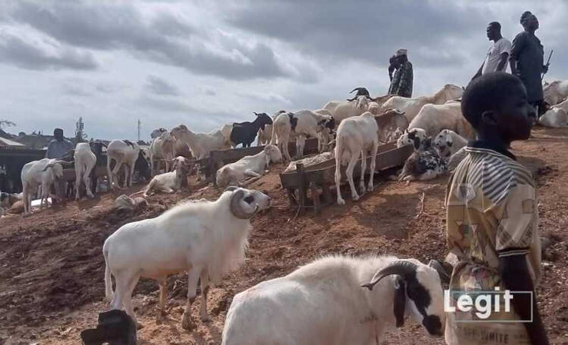 Rams, Eid-el-Kabir, Sallah