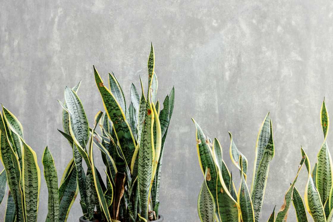 Snake plant Snake plant