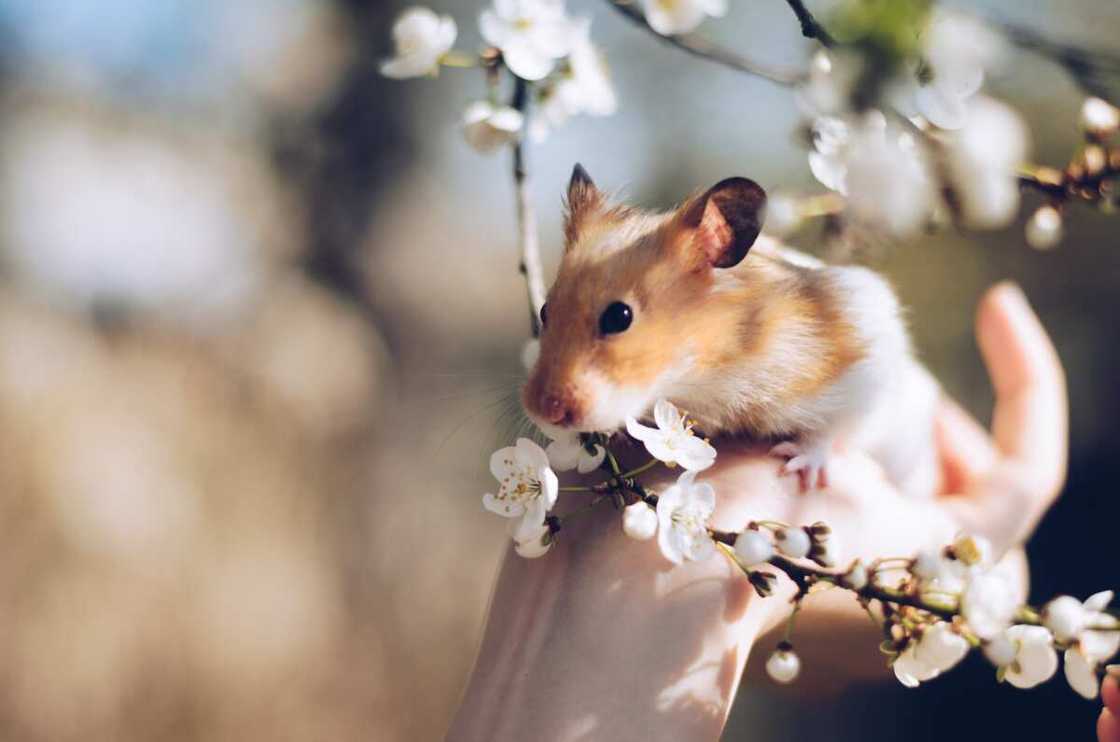 hamster names