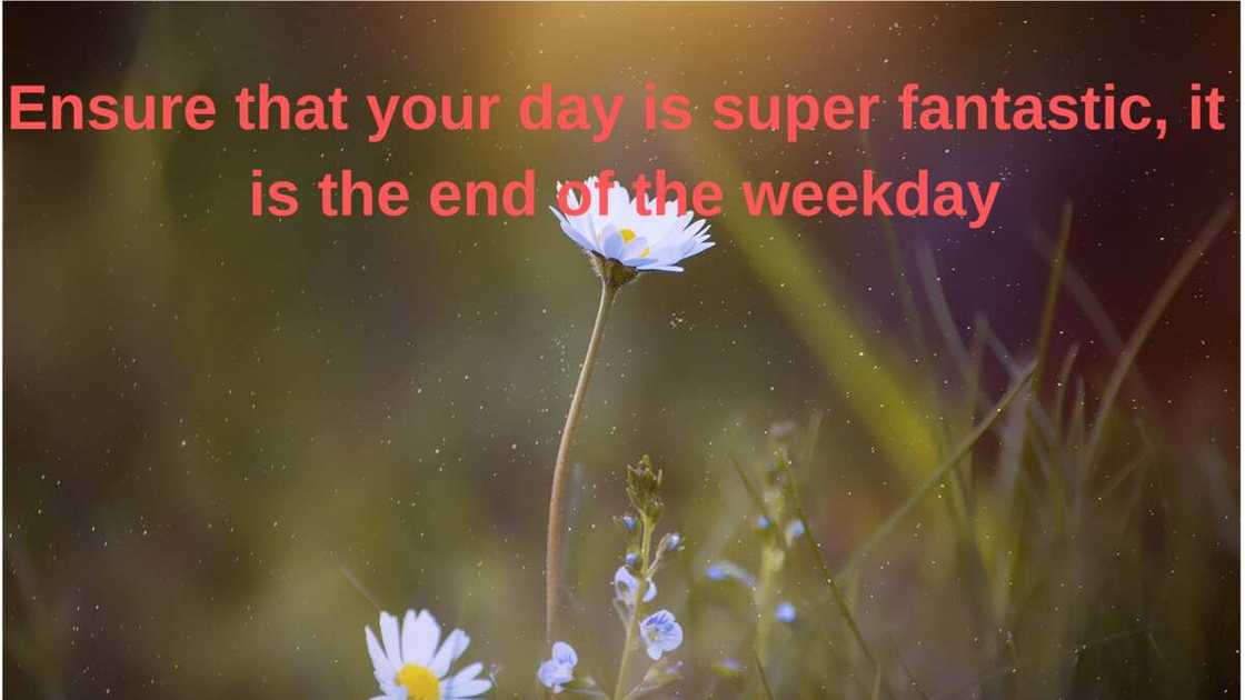 Friday quotes Friday quotes