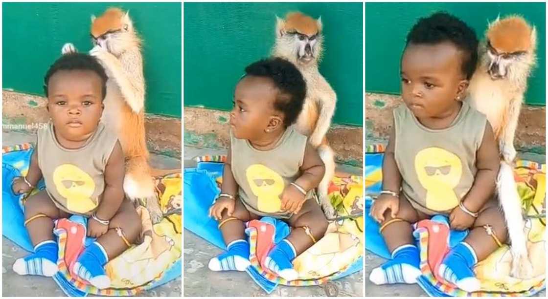 Photos of a monkey and a baby girl. Photos of a monkey and a baby girl.