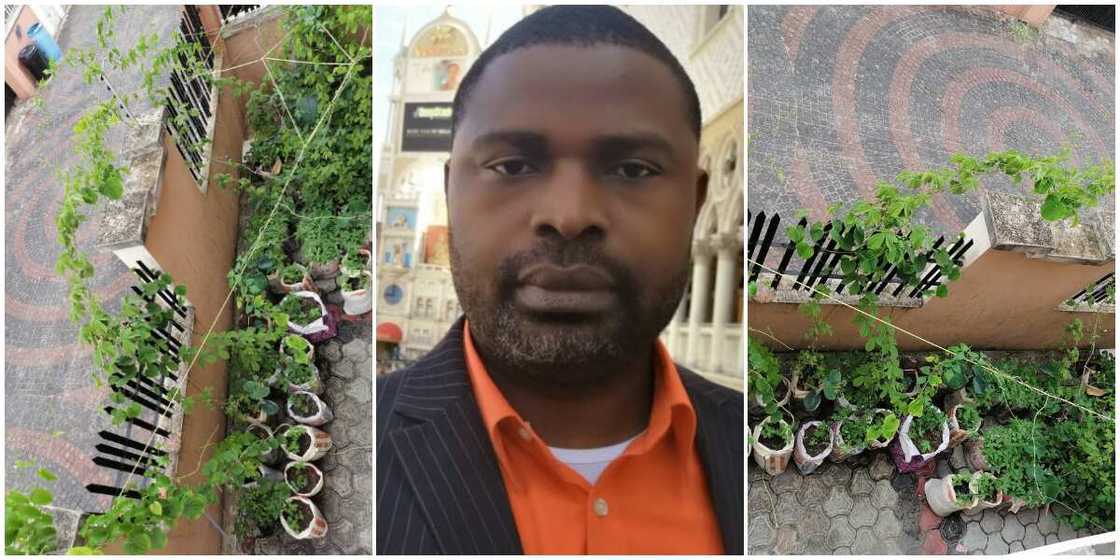 Nigerian Man who Grows Crops above Ground Showcases His Farming Style Produce, Says One Doesn't Need a Farm Nigerian Man who Grows Crops above Ground Showcases His Farming Style Produce, Says One Doesn't Need a Farm