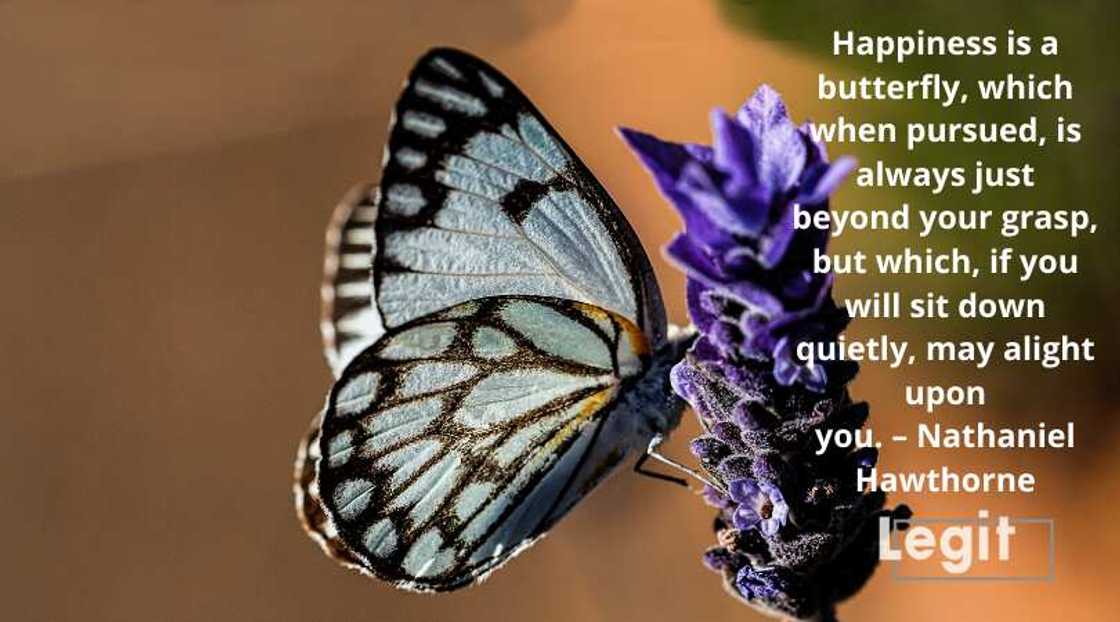 butterfly sayings butterfly sayings