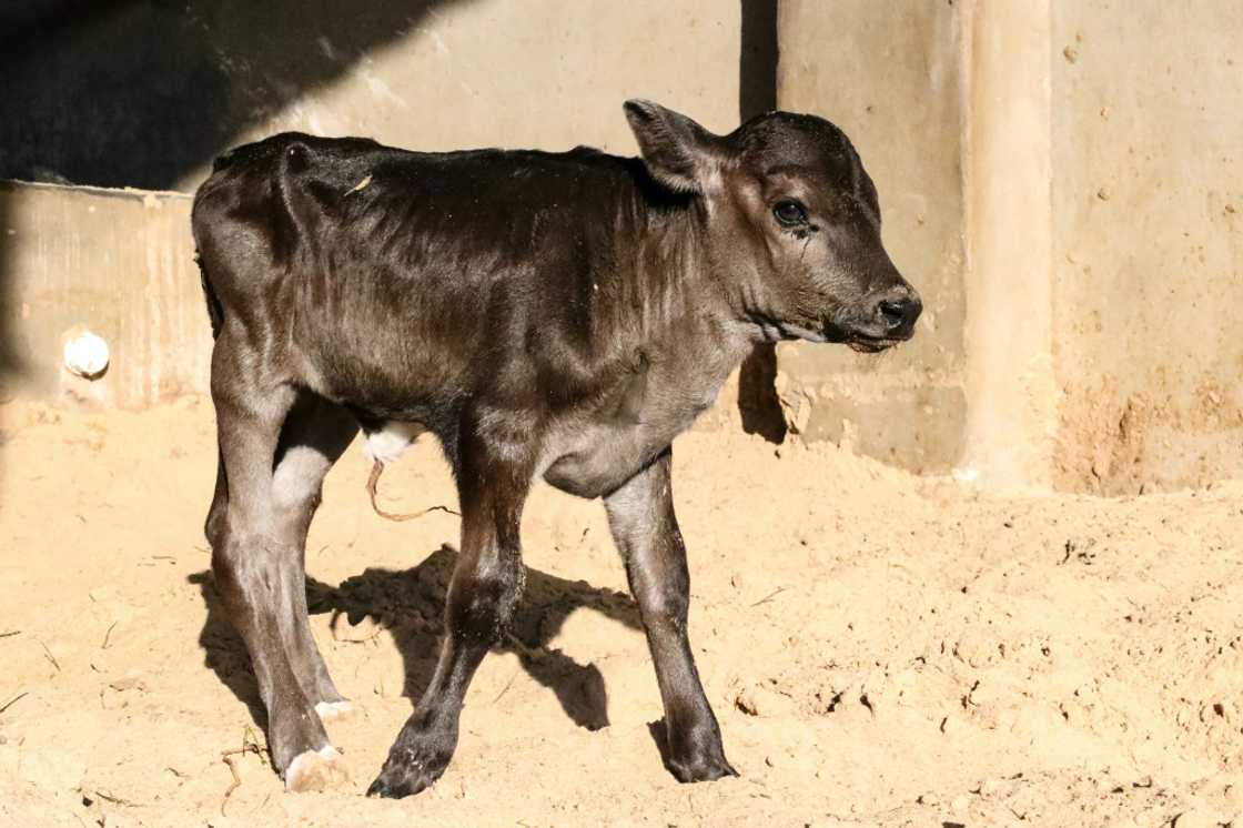 Some farmers have reported losing 70 percent of their cattle to the disease in Libya's Misrata Some farmers have reported losing 70 percent of their cattle to the disease in Libya's Misrata
