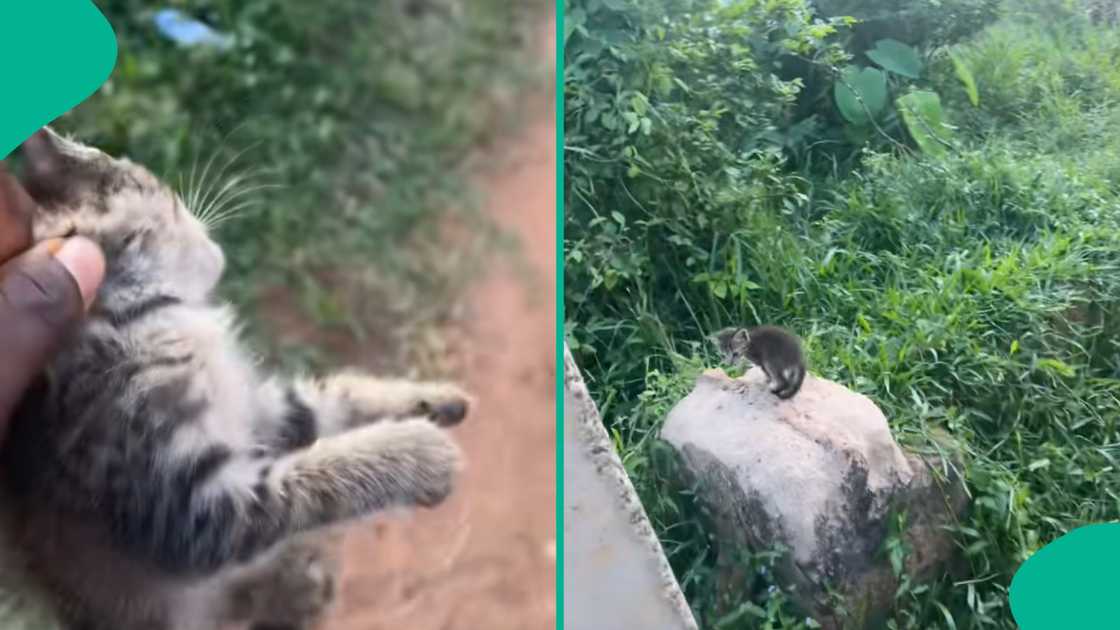 Strange cat spotted on road leaves man reaching for his camera. Strange cat spotted on road leaves man reaching for his camera.