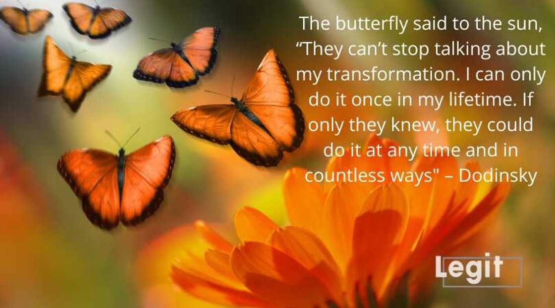 poem about butterfly