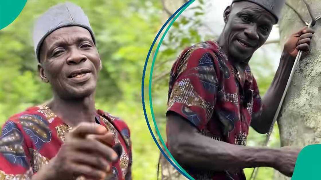 Elderly Nigerian Climbs Palm Trees for 32 Years, Makes More Than Most People Daily Elderly Nigerian Climbs Palm Trees for 32 Years, Makes More Than Most People Daily