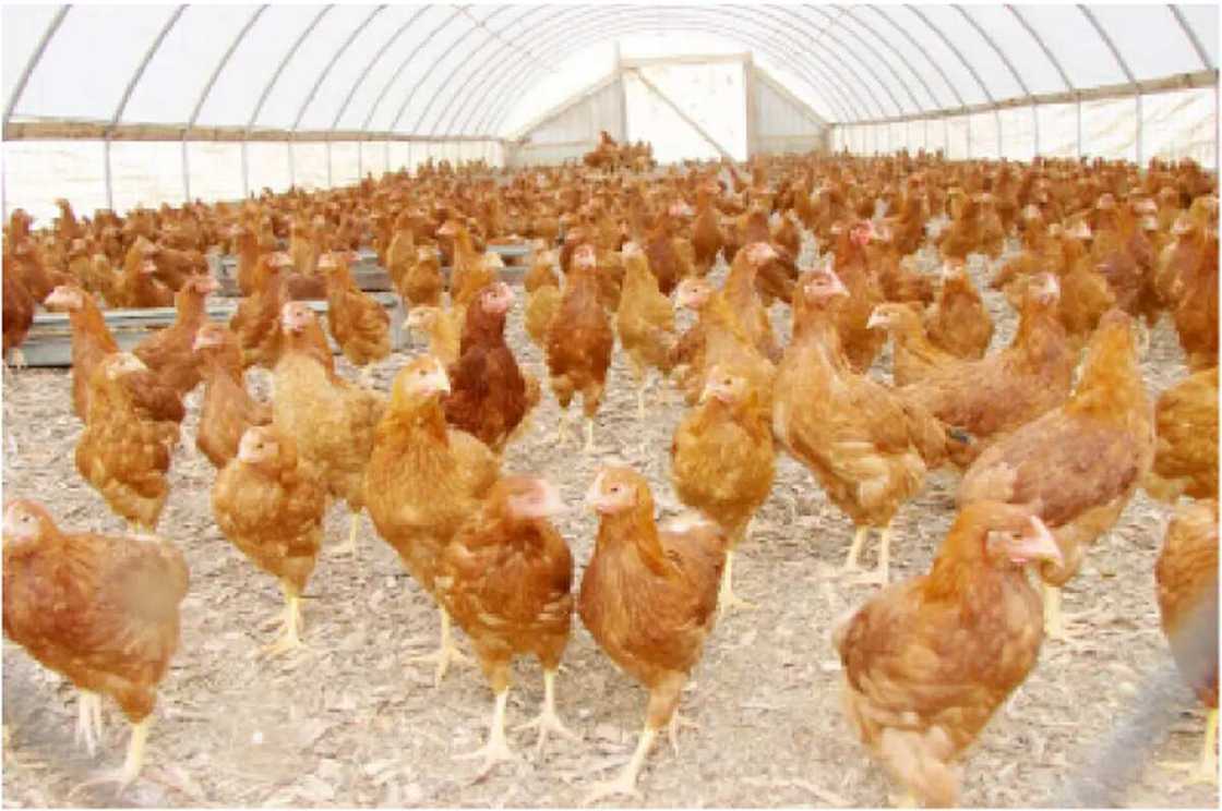 Bayan Lallasa Su, An Zaga Gari Da Wasu Matasa 4 Da Aka Kama Dumu-Dumu Suna 'Satar' Kaji a Gidan Gona. Bayan Lallasa Su, An Zaga Gari Da Wasu Matasa 4 Da Aka Kama Dumu-Dumu Suna 'Satar' Kaji a Gidan Gona.