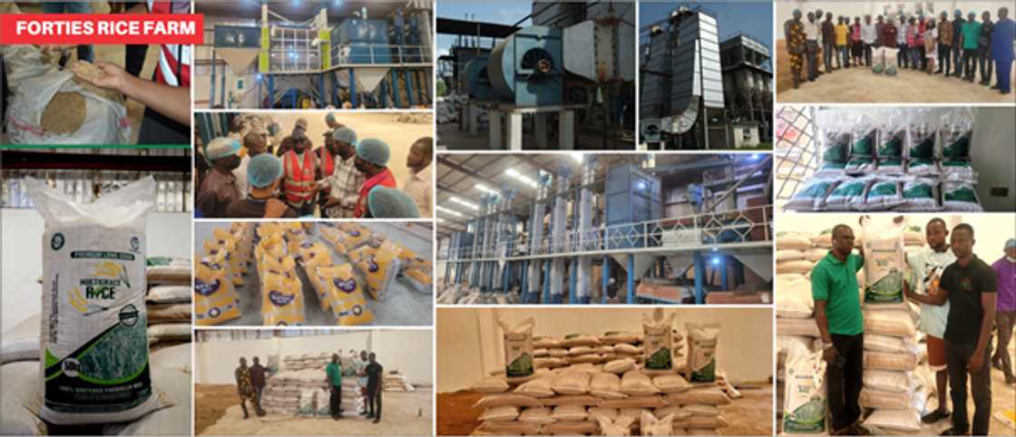 Rice, cassava farms flourish with government and CBN collaboration