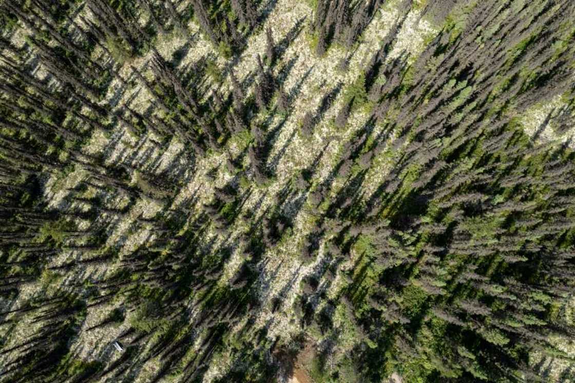 Hundreds of thousands of hectares of forest land have been devastated by the eastern spruce budworm Hundreds of thousands of hectares of forest land have been devastated by the eastern spruce budworm