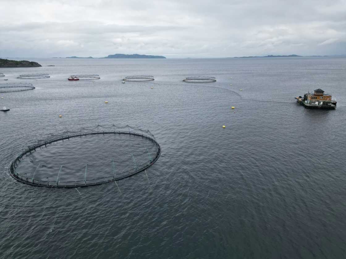 Started in the 1970s, farmed salmon has grown into a $12-billion a year industry Started in the 1970s, farmed salmon has grown into a $12-billion a year industry