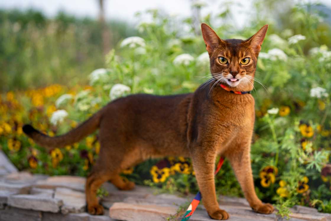 An Abyssinian cat plays outdoors on a sunny day.