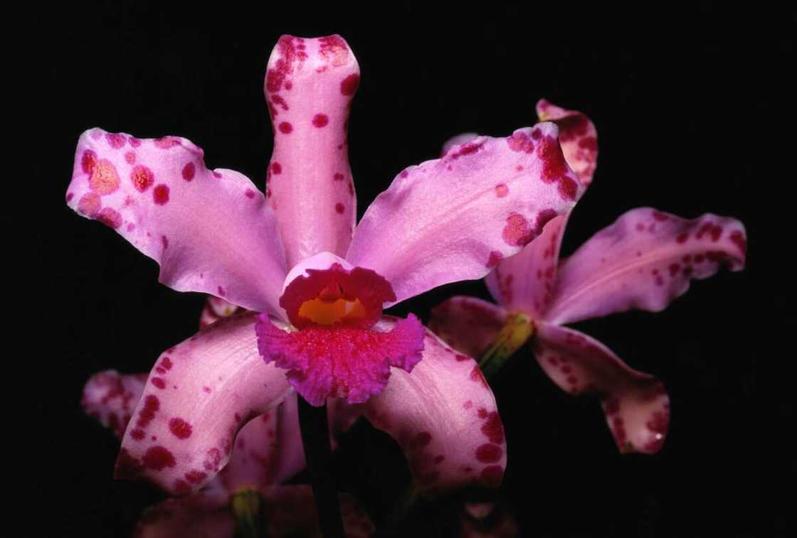 Pink and purple flower