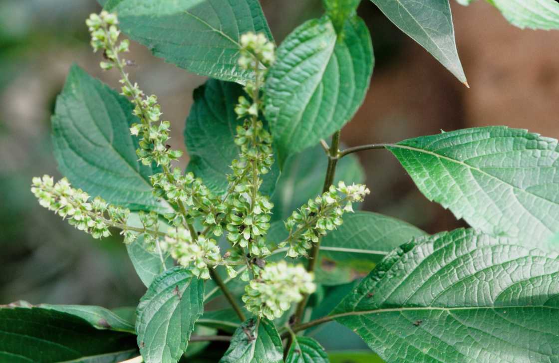A close up of Ocimum gratissimum