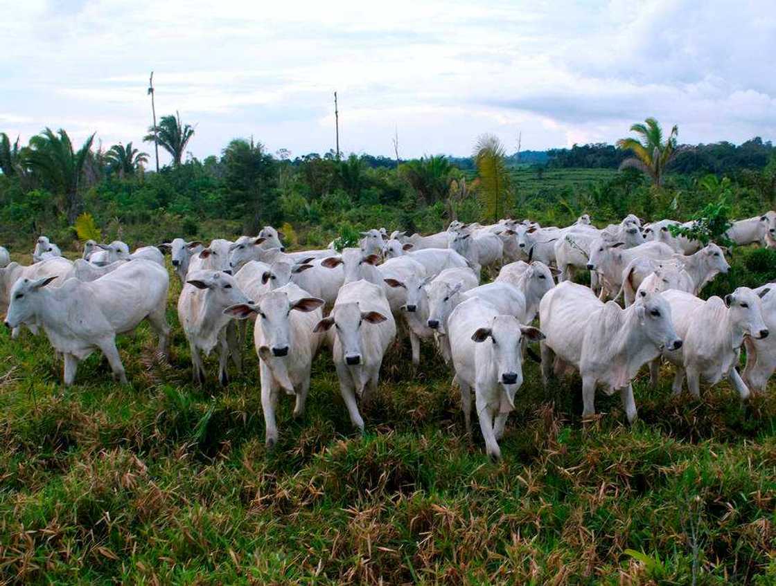 Gwamnatin Katsina za ta fara karbar harajin N500 a kan kowacce saniya a jihar