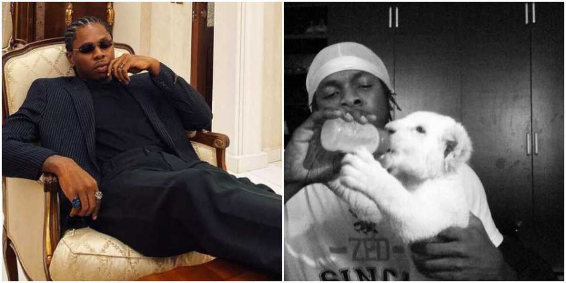 Man recounts funny experience with singer Runtown’s pet lion