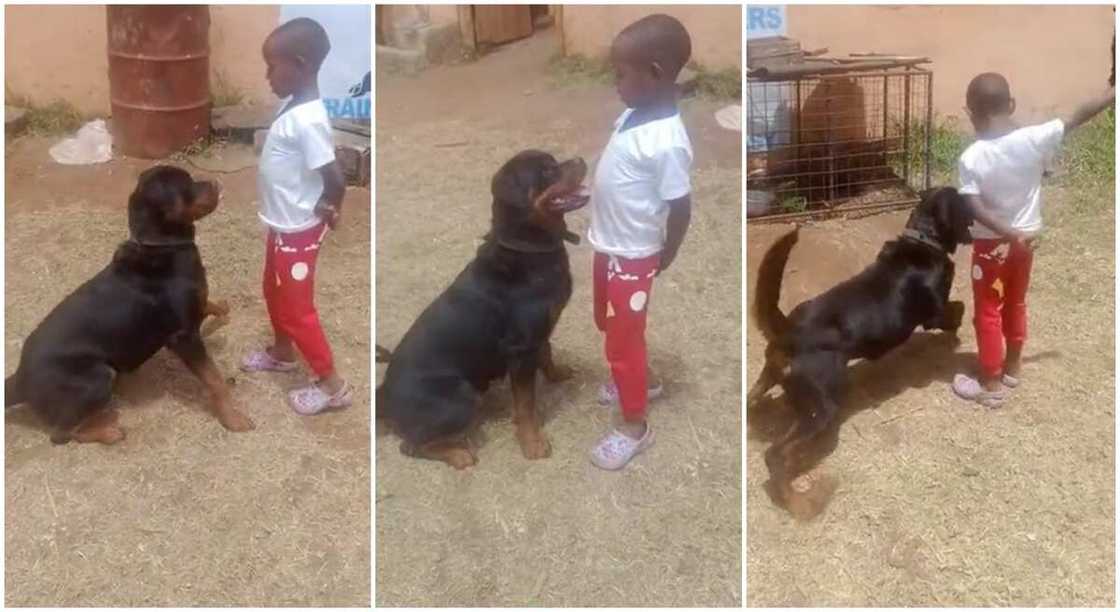 5-year-old boy commanding a rottweiler. 5-year-old boy commanding a rottweiler.