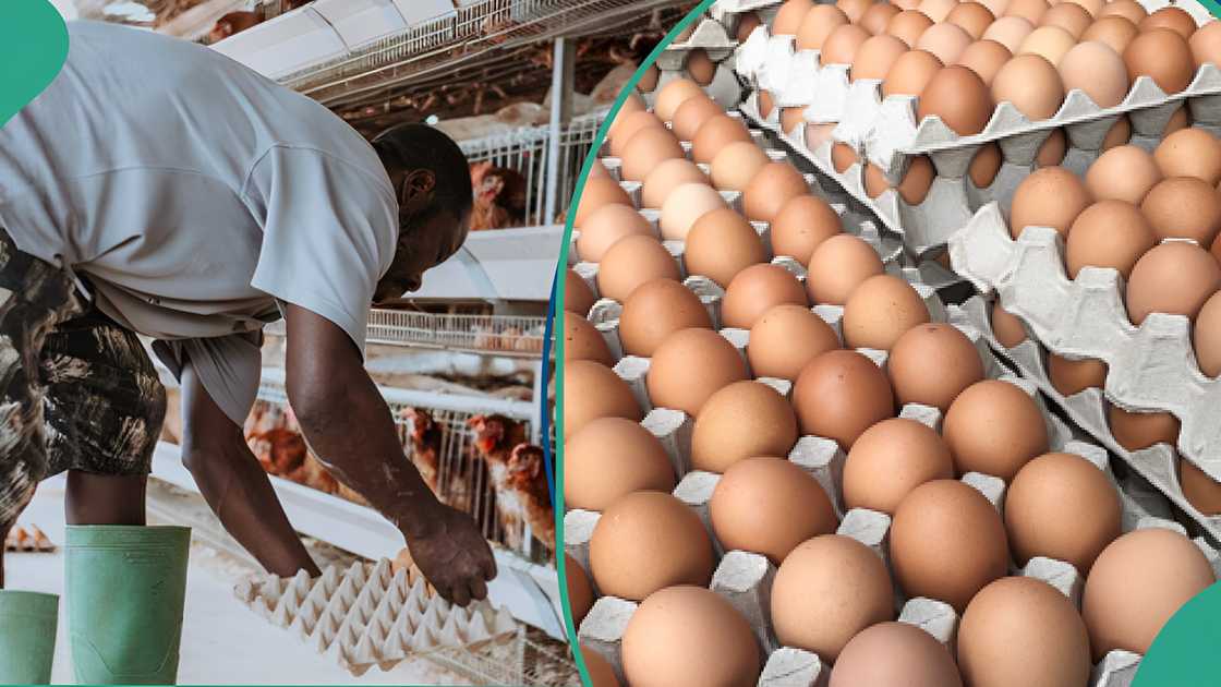 Poultry farmers new crate of egg