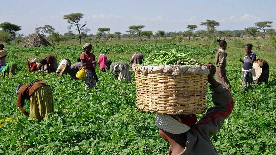 Za a shigo da kayan noma na zamani Najeriya Za a shigo da kayan noma na zamani Najeriya