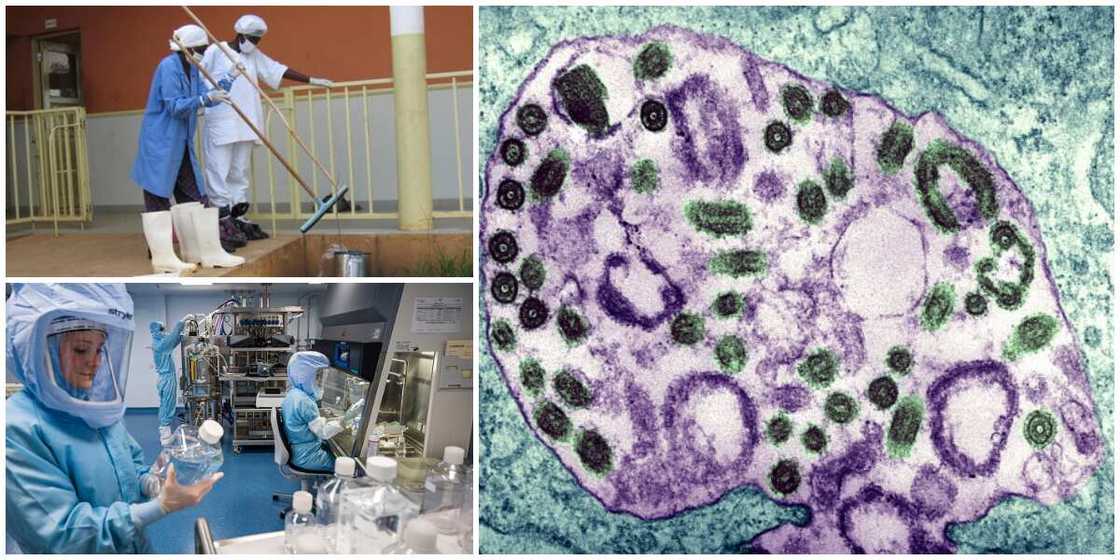 5 real facts about the Marburg virus that is considered to be extremely dangerous