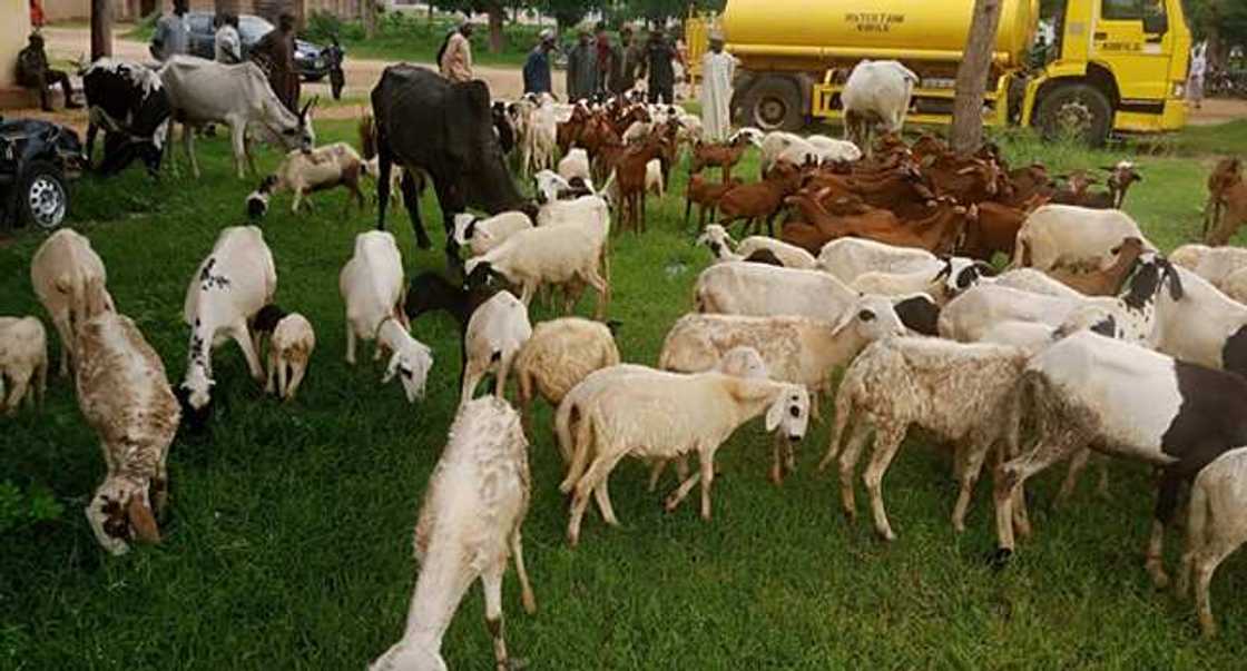 Dabbobin da yan sanda suka kwato. Dabbobin da yan sanda suka kwato.