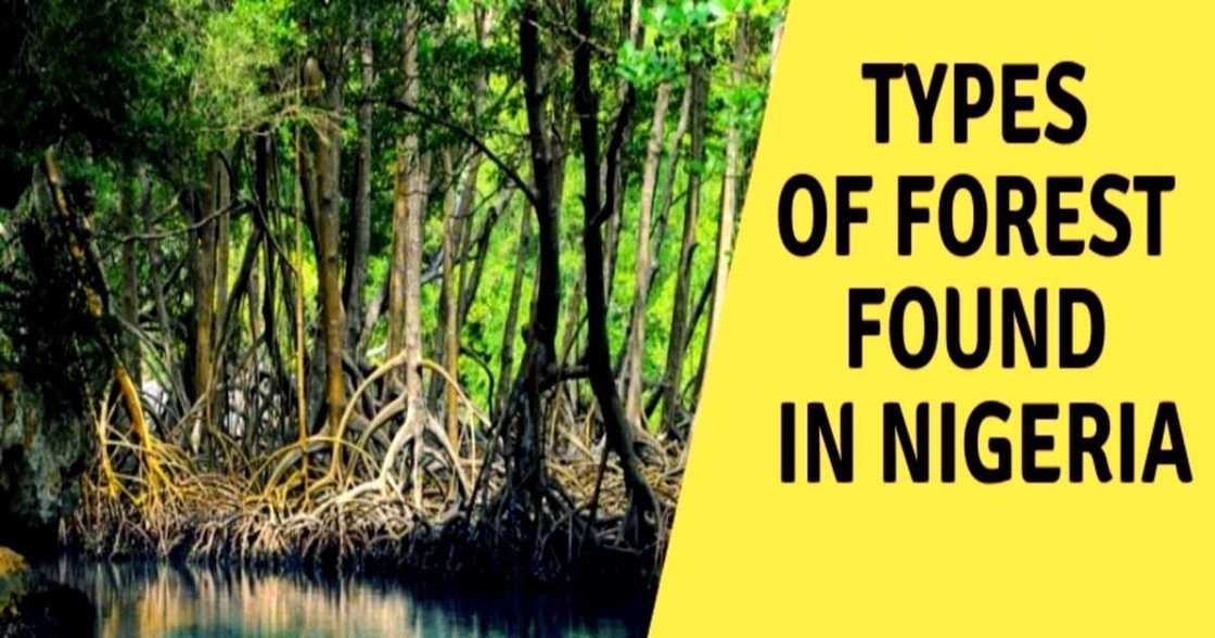 Types of Forest in Nigeria Types of Forest in Nigeria
