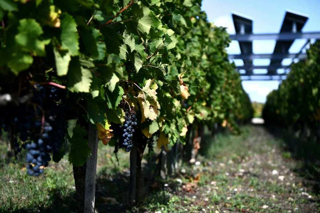 The researchers focused on Bordeaux because its wine region relies exclusively on rainfall for irrigation and because of the long term records of wine scores The researchers focused on Bordeaux because its wine region relies exclusively on rainfall for irrigation and because of the long term records of wine scores