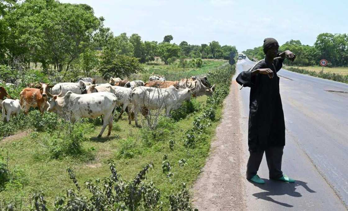 Many Fulani have a background as semi-nomadic herders -- a status that often leads to marginalisation and friction with sedentary farmers Many Fulani have a background as semi-nomadic herders -- a status that often leads to marginalisation and friction with sedentary farmers