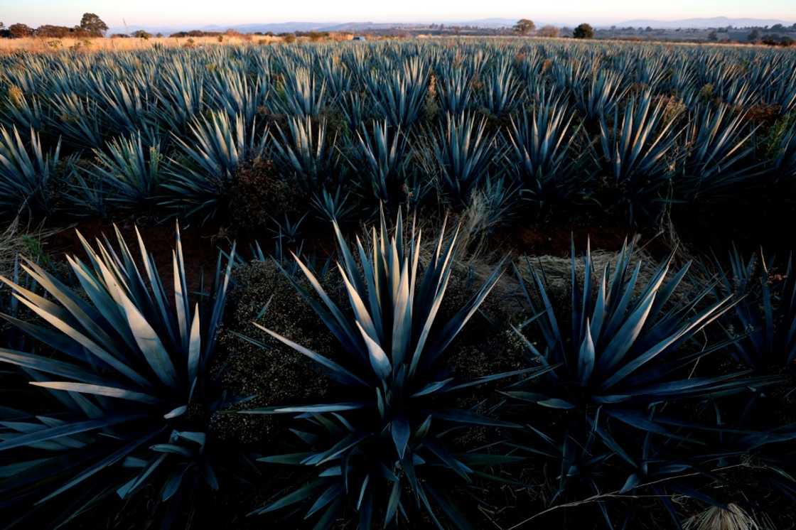 Agave is an essential ingredient in tequila, Mexico's most famous liquor