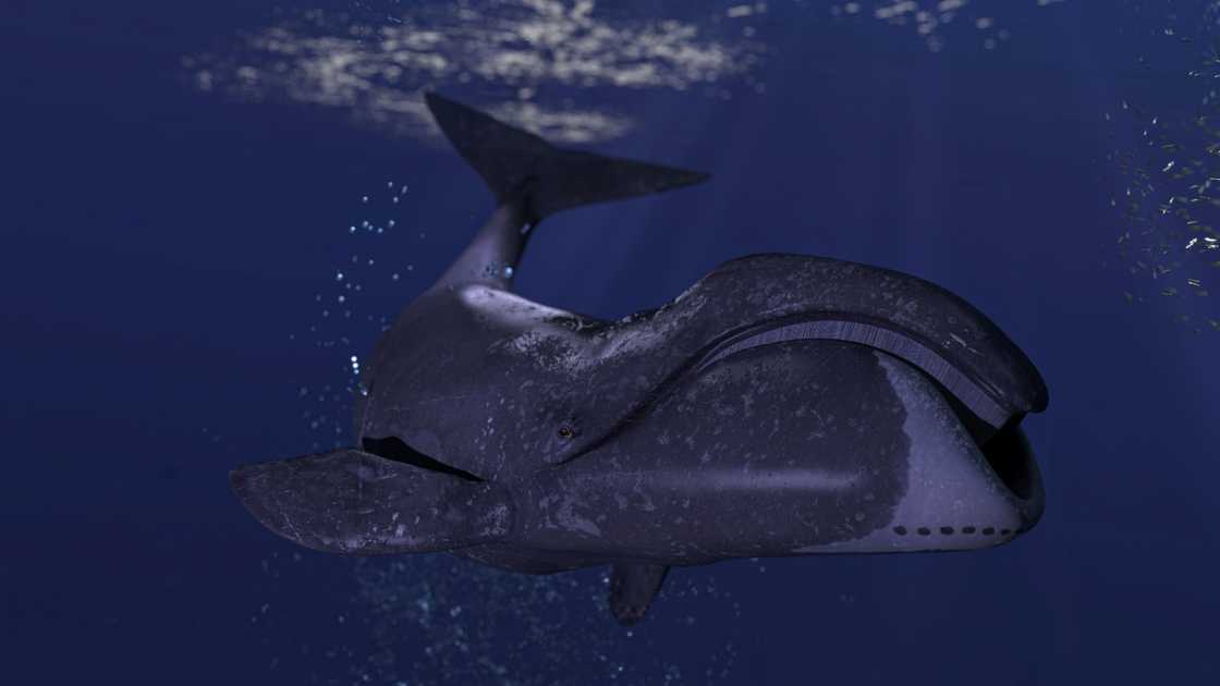 A 3D rendering of a Bowhead arctic whale ocean surface.