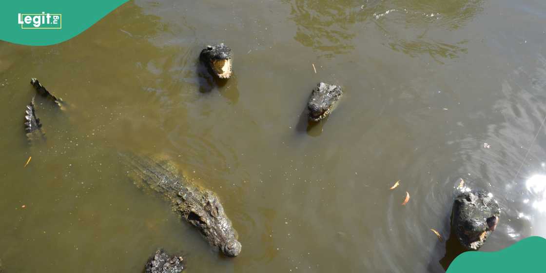 Borno government warns residents on snakes and crocodiles in floods